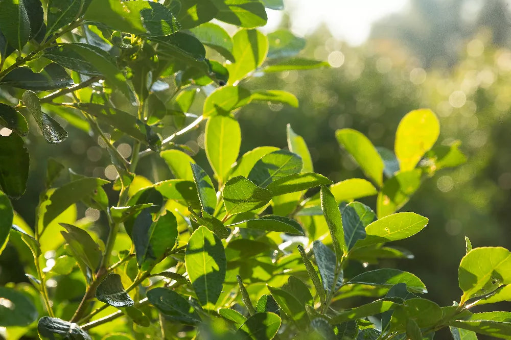 Yerba Mate 101